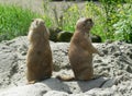 Black Tailed Prairie Dogs, at trhe zoo. Royalty Free Stock Photo