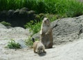 Black Tailed Prairie Dogs, at trhe zoo. Royalty Free Stock Photo