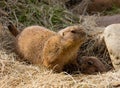 Black-tailed Prairie Dogs Royalty Free Stock Photo