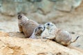 Black-tailed prairie dogs Royalty Free Stock Photo