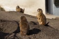 Black-tailed Prairie Dogs Royalty Free Stock Photo