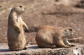 Black tailed prairie marmot