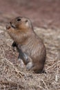 Black-tailed Prairie Marmot