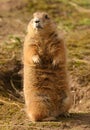 Black-tailed Prairie Marmot - Cynomys ludovicianus