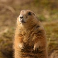 Black-tailed Prairie Marmot - Cynomys ludovicianus