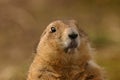 Black-tailed Prairie Marmot - Cynomys ludovicianus