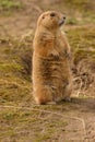 Black-tailed Prairie Marmot - Cynomys ludovicianus