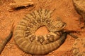 Black-tailed rattlesnake Royalty Free Stock Photo