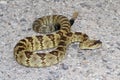 Black-tailed Rattlesnake (Crotalus molossus) Royalty Free Stock Photo