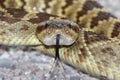 Black-tailed Rattlesnake (Crotalus molossus) Royalty Free Stock Photo