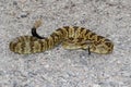 Black-tailed Rattlesnake (Crotalus molossus) Royalty Free Stock Photo