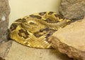 Black-tailed Rattlesnake Crotalus molossus