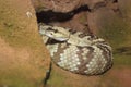 Black-tailed rattlesnake Royalty Free Stock Photo