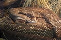 Black tailed rattlesnake Royalty Free Stock Photo
