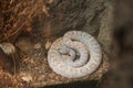 Black-tailed rattlesnake in Omaha's Henry Doorly Zoo and Aquarium in Omaha Nebraska Royalty Free Stock Photo