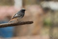 A black-tailed Redstart with a bright rusty-orange tail sits on a stick. Selective focus