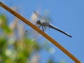 Black-tailed Skimmer (Orthetrum cancellatum)