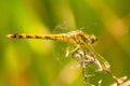 Black-tailed skimmer, Orthetrum cancellatum Royalty Free Stock Photo