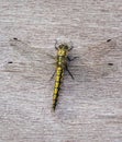 Black-tailed skimmer Orthetrum cancellatum, female, dragonfly Royalty Free Stock Photo