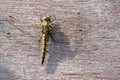 Black-tailed skimmer Orthetrum cancellatum, female, dragonfly Royalty Free Stock Photo