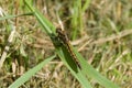 A Black-tailed Skimmer, Orthetrum cancellatum, resting on a leaf. Royalty Free Stock Photo