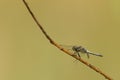 Black-tailed skimmer (Orthetrum cancellatum) Royalty Free Stock Photo