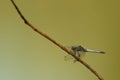 Black-tailed skimmer (Orthetrum cancellatum) Royalty Free Stock Photo