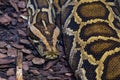 Black-tailed or tiger python close-up