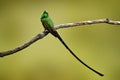 Black-tailed trainbearer, Lesbia victoriae, green hummingbird with very long tail in the nature habitat, Papallacta, Ecuador in