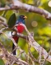 Black-tailed Trogon Royalty Free Stock Photo