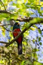 Black-tailed Trogon Royalty Free Stock Photo