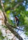 Black-tailed Trogon Royalty Free Stock Photo