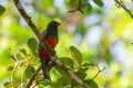 A Black-tailed Trogon Royalty Free Stock Photo