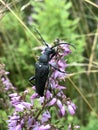 a black beetle on a pink flower Royalty Free Stock Photo