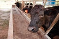 Black Tajima cattle cow - beef cow farm in Phu Phan, Sakon Nakhon - Thailand Royalty Free Stock Photo