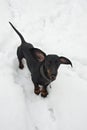 Black and tan barking dachshund in snow
