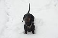 Black and tan barking dachshund in snow