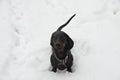 Black and tan barking dachshund in snow