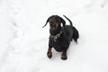 Black and tan barking dachshund in snow