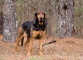 Black and Tan Bloodhound Dog