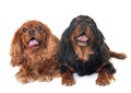 Black and tan cavalier king charles Royalty Free Stock Photo