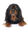 Black and tan cavalier king charles Royalty Free Stock Photo