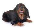 Black and tan cavalier king charles Royalty Free Stock Photo