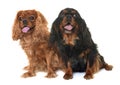 Black and tan cavalier king charles Royalty Free Stock Photo