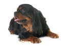 Black and tan cavalier king charles Royalty Free Stock Photo