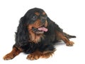 Black and tan cavalier king charles Royalty Free Stock Photo