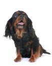 Black and tan cavalier king charles Royalty Free Stock Photo