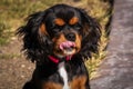 Cavalier King Charles Spaniel Royalty Free Stock Photo