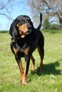 Black and Tan Coonhound Royalty Free Stock Photo