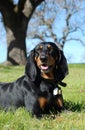 Black and Tan Coonhound